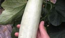 网红吃的拉丝的瓜,一口咬下，丝滑满溢